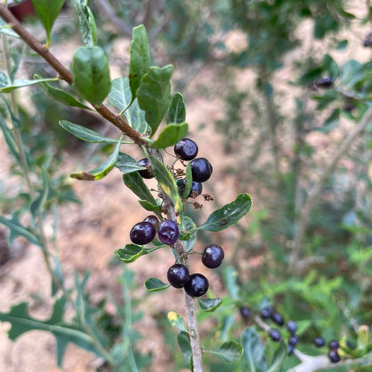 Schinus patagonicus — Laura
