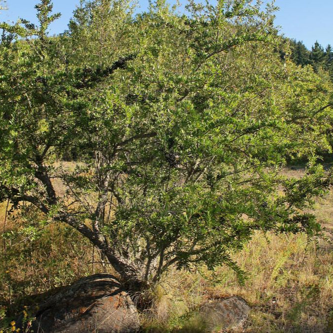 Schinus patagonicus — Laura