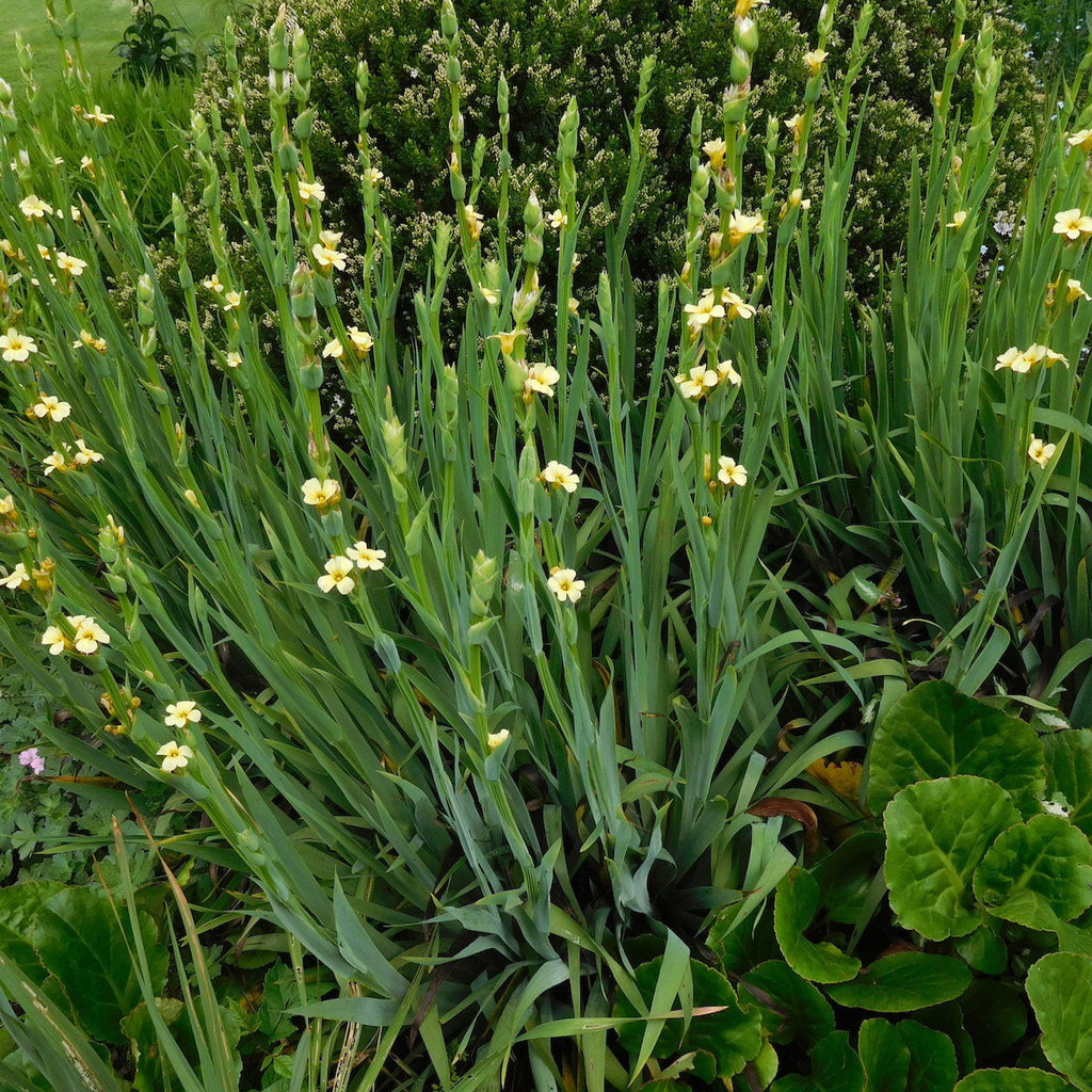Sisyrinchium striatum — Huilmo