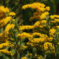 Solidago chilensis — Vara de oro