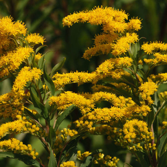 Solidago chilensis — Vara de oro
