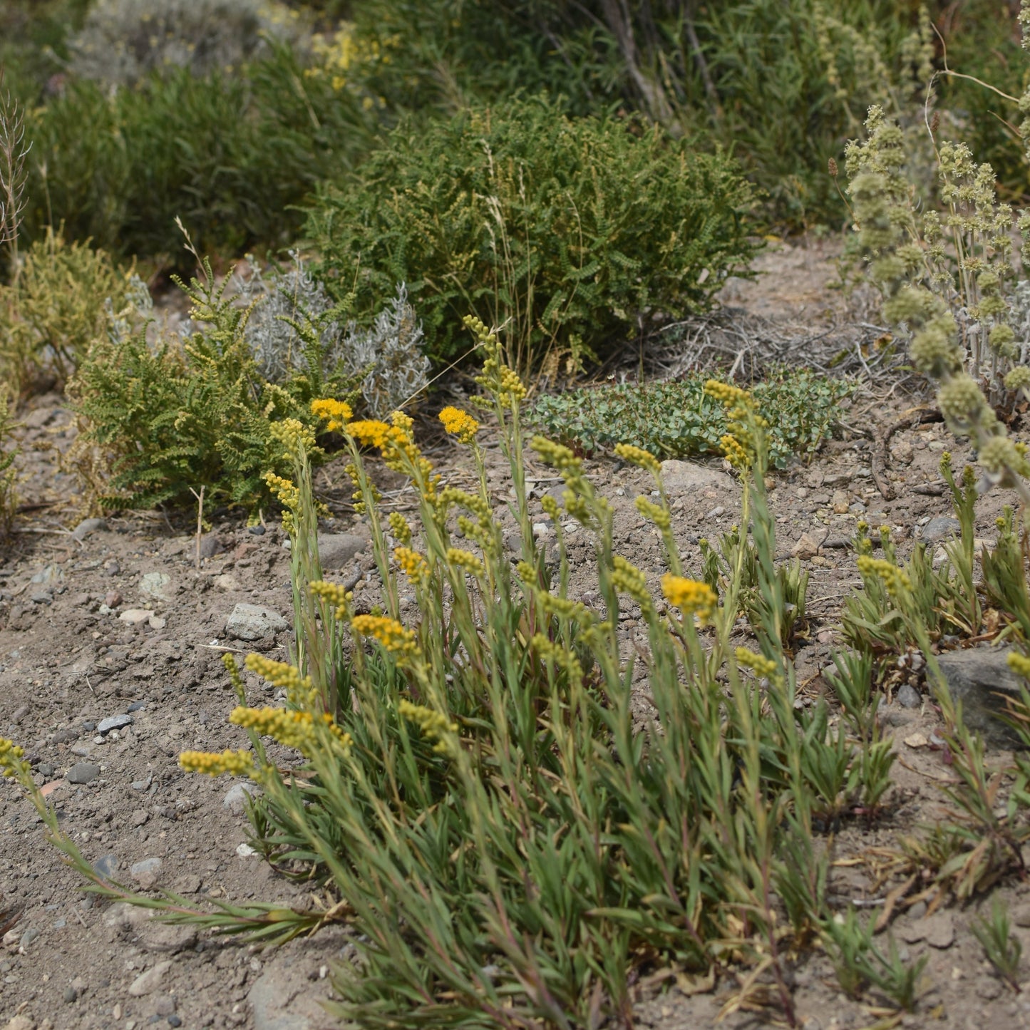 Solidago chilensis — Vara de oro