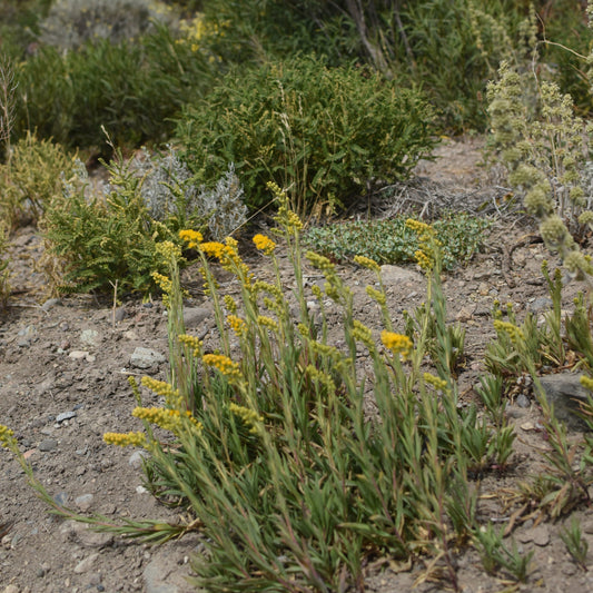 Solidago chilensis — Vara de oro