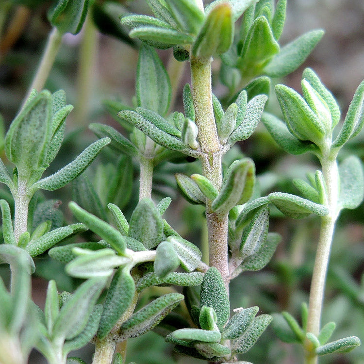 Thymus vulgaris — Tomillo