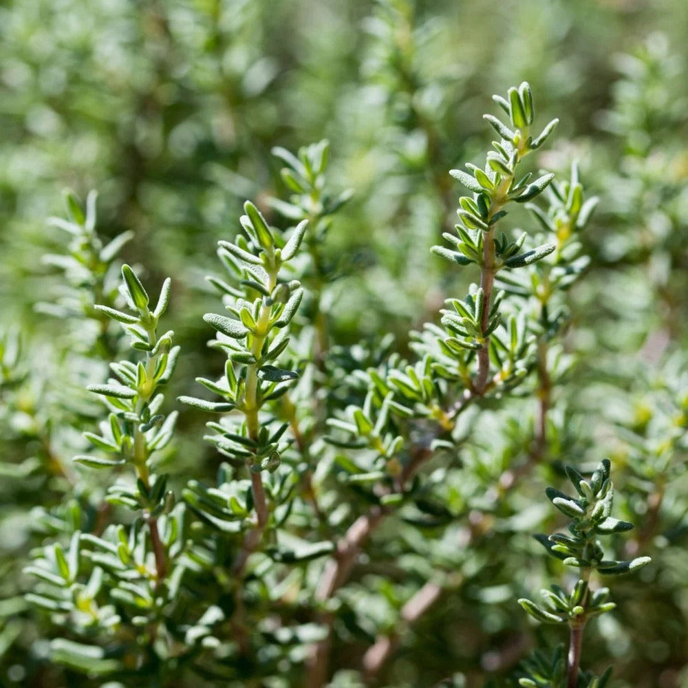 Thymus vulgaris 'Faustini' — Tomillo