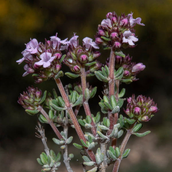 Thymus vulgaris — Tomillo