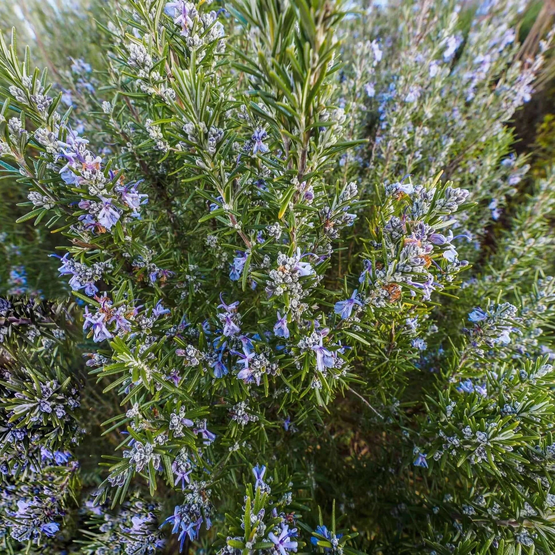 Salvia rosmarinus — Romero 'Tuscan Blue'
