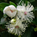 Luma apiculata — Arrayán