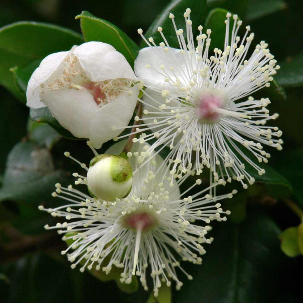Luma apiculata — Arrayán