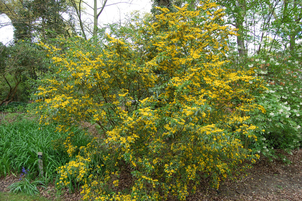 Azara lanceolata — Corcolén