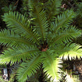 Blechnum magellanica — Katalapi