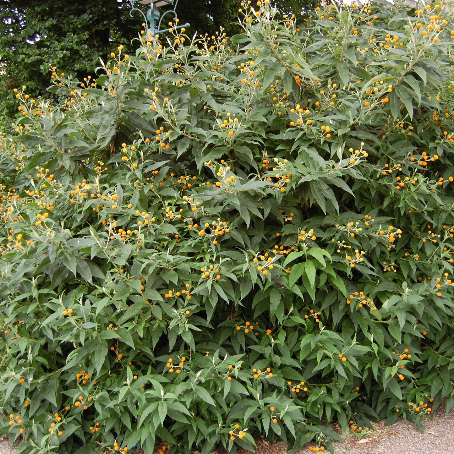 Buddleja globosa — Matico