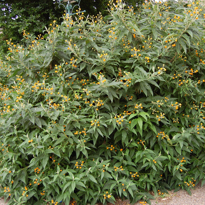 Buddleja globosa — Matico