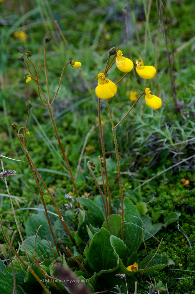 Calceolaria biflora — Capachito biflora
