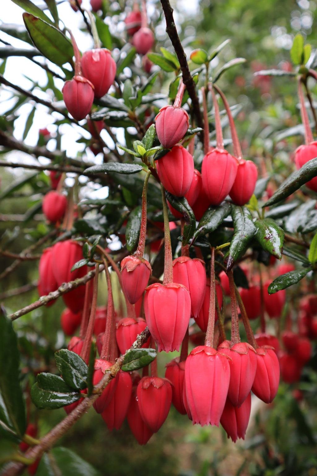 Crinodendron hookerianum — Chaquihue