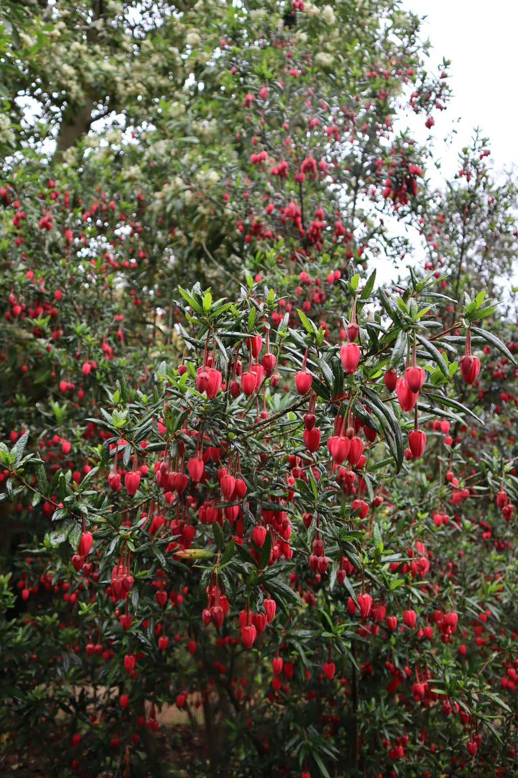 Crinodendron hookerianum — Chaquihue