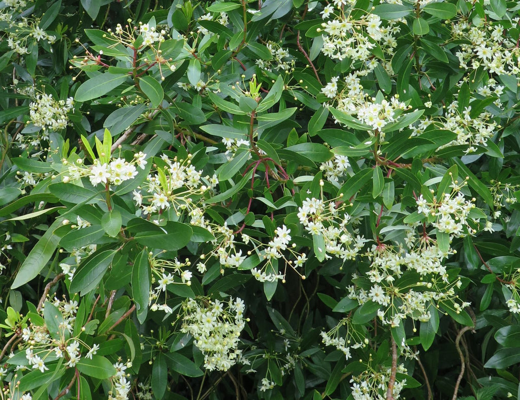 Drimys winteri — Canelo