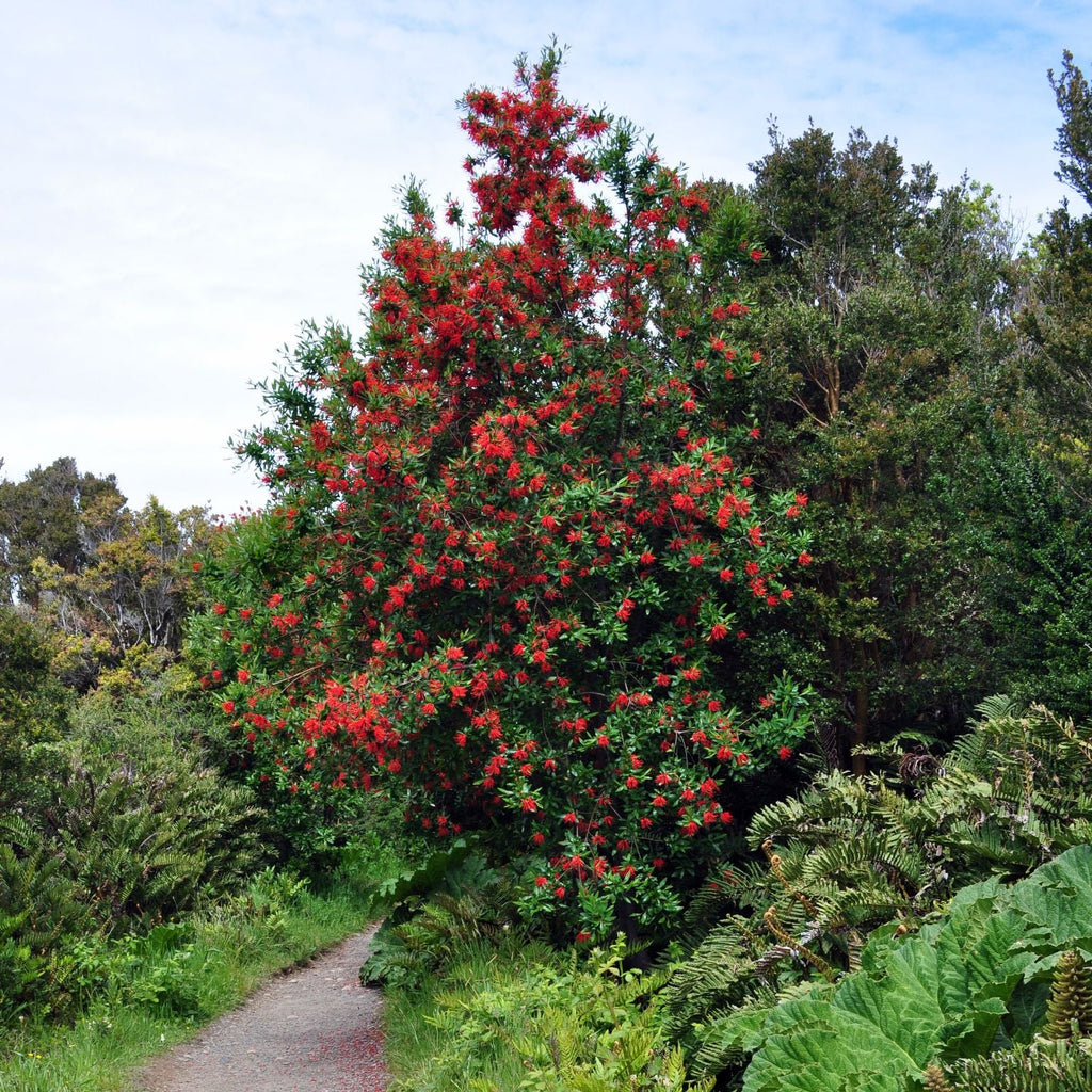Embothrium coccineum — Notro