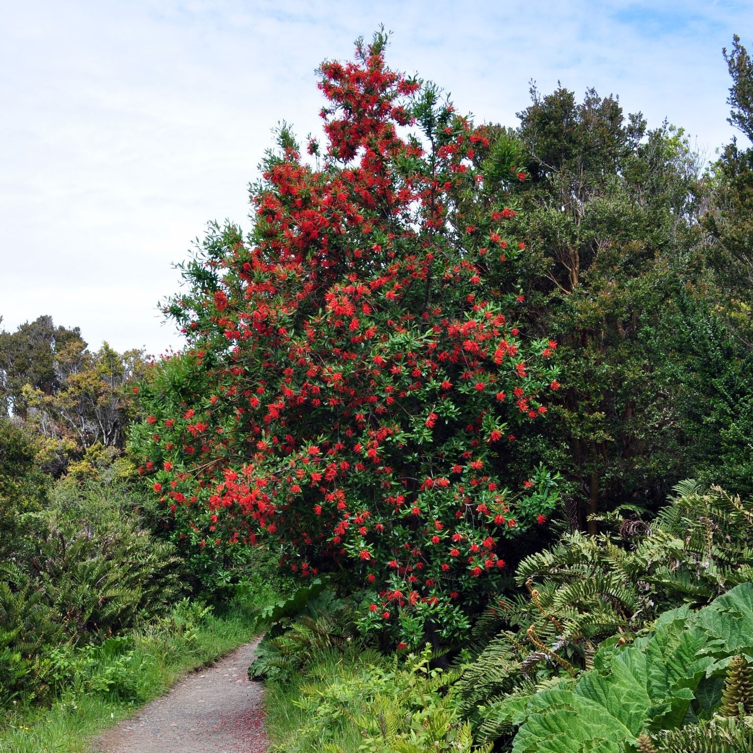 Embothrium coccineum — Notro