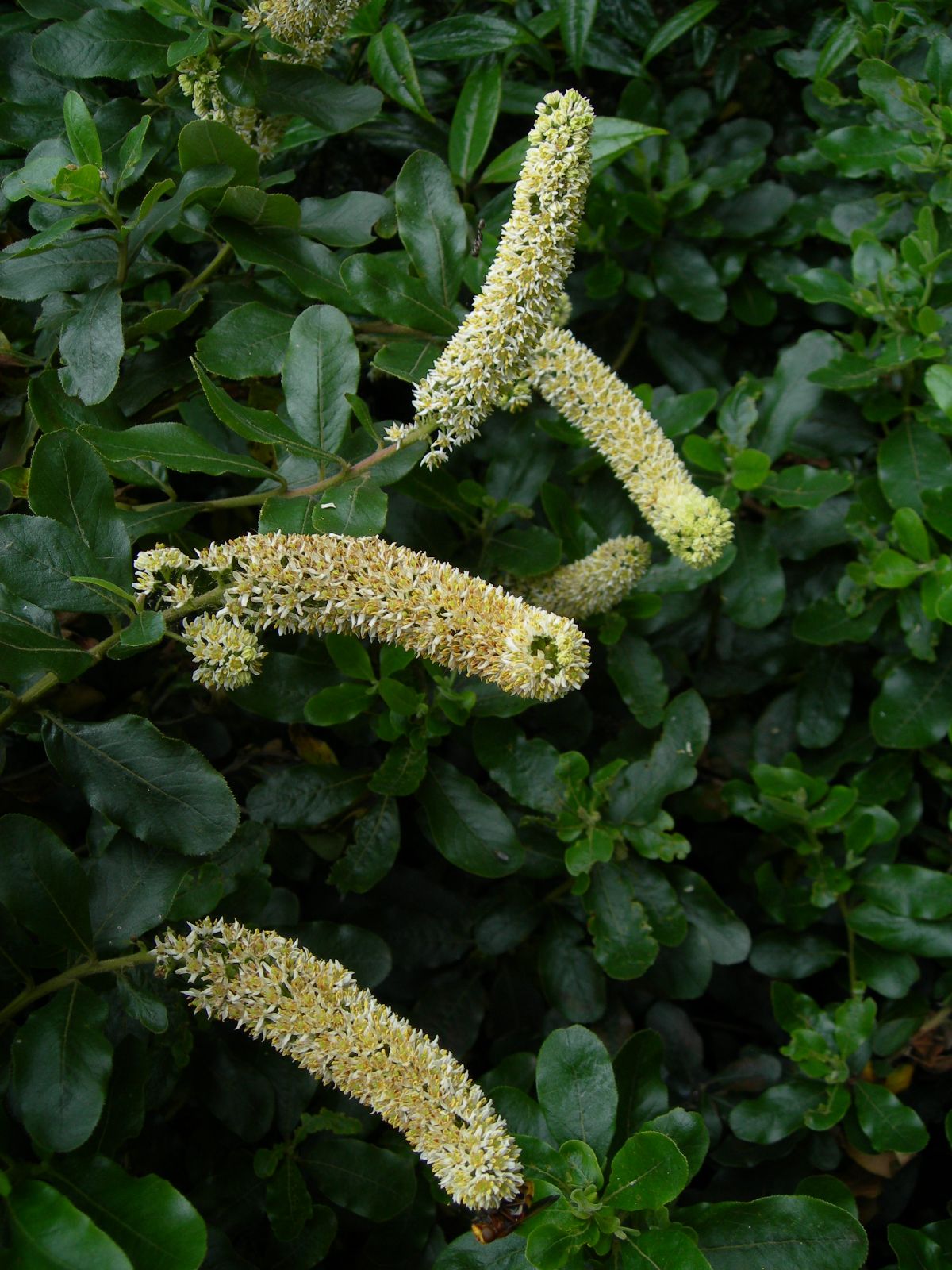 Escallonia pulverulenta