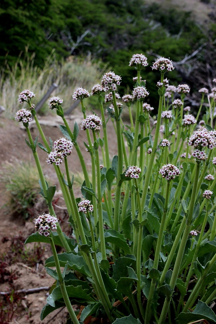 Valeriana carnosa — Valeriana