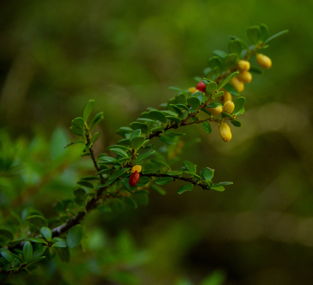 Maytenus disticha — Maitencillo patagónico