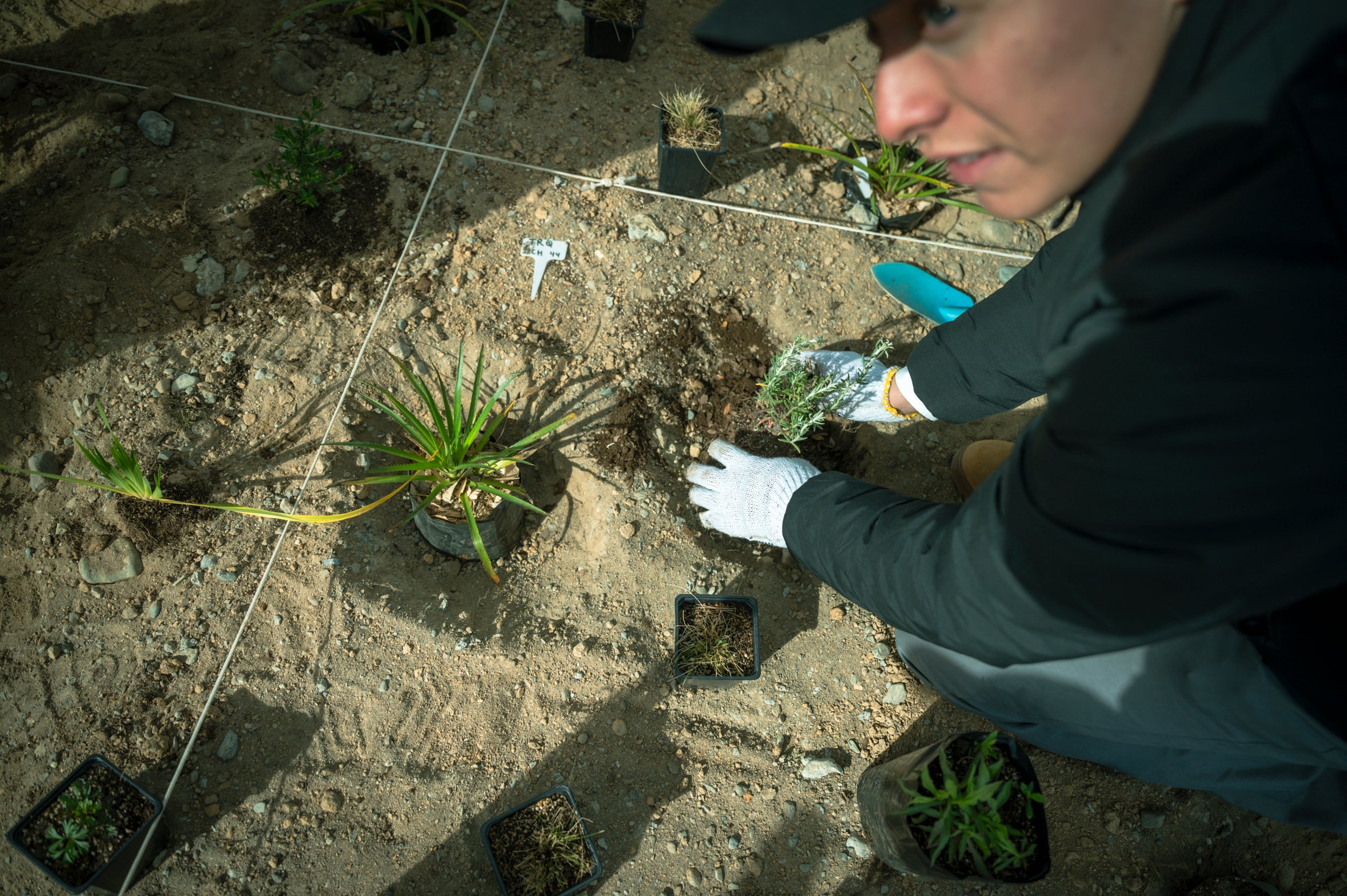 De Bandejón Urbano a Conector Ecológico