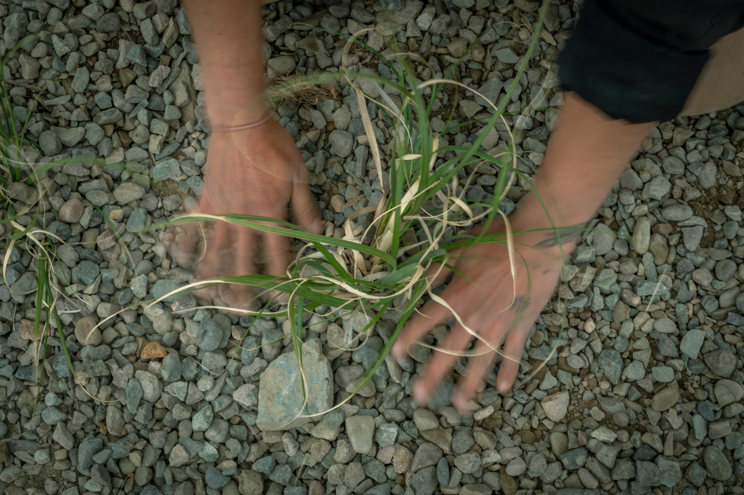 De Bandejón Urbano a Conector Ecológico