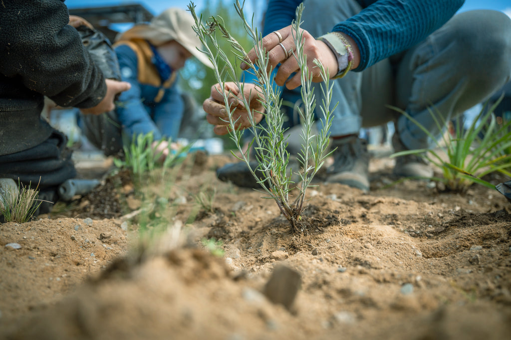 De Bandejón Urbano a Conector Ecológico