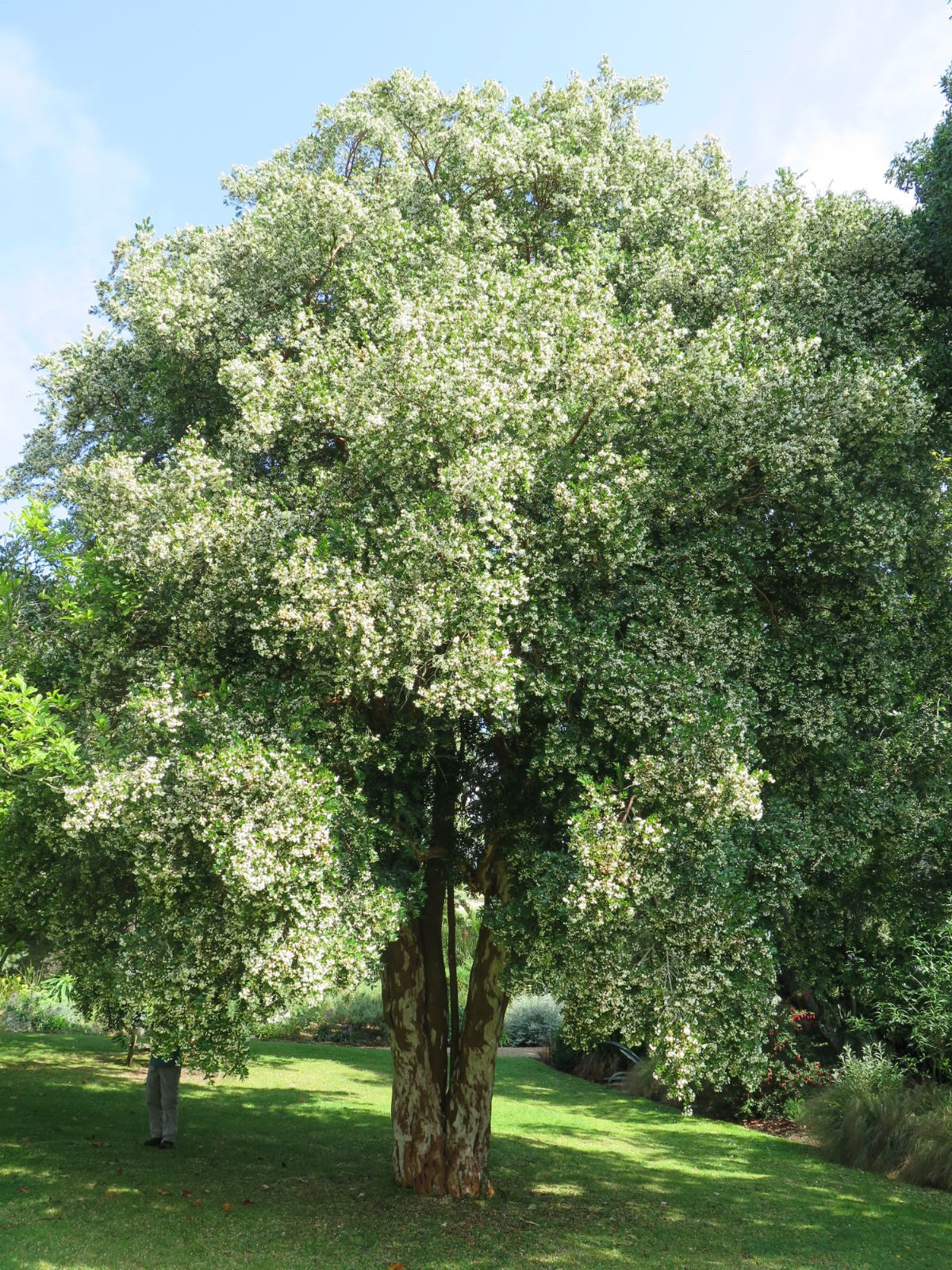 Luma apiculata — Arrayán