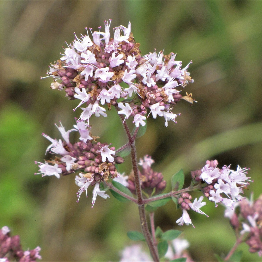Origanum vulgare — Orégano