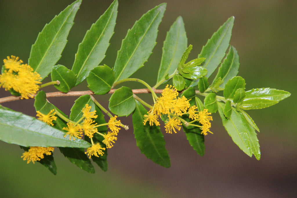 Azara lanceolata — Corcolén