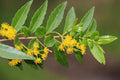 Azara lanceolata — Corcolén