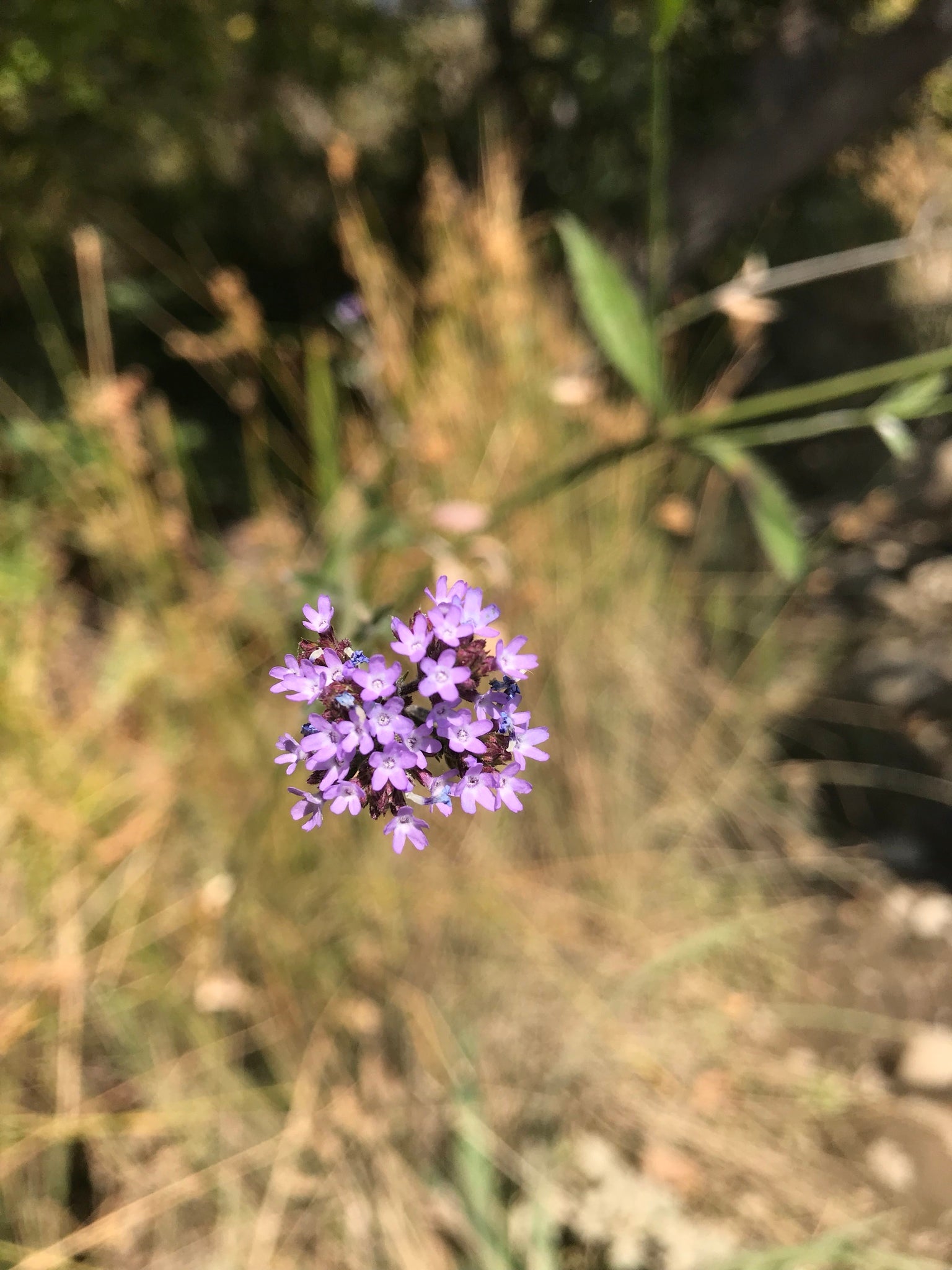 Verbena litoralis — Verbena del litoral