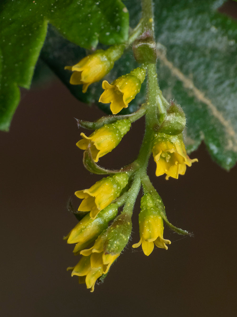 Ribes punctatum — Zarzaparrilla