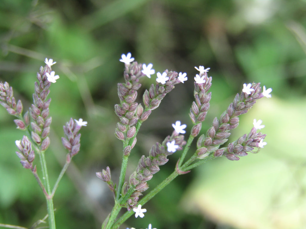 Verbena litoralis — Verbena del litoral