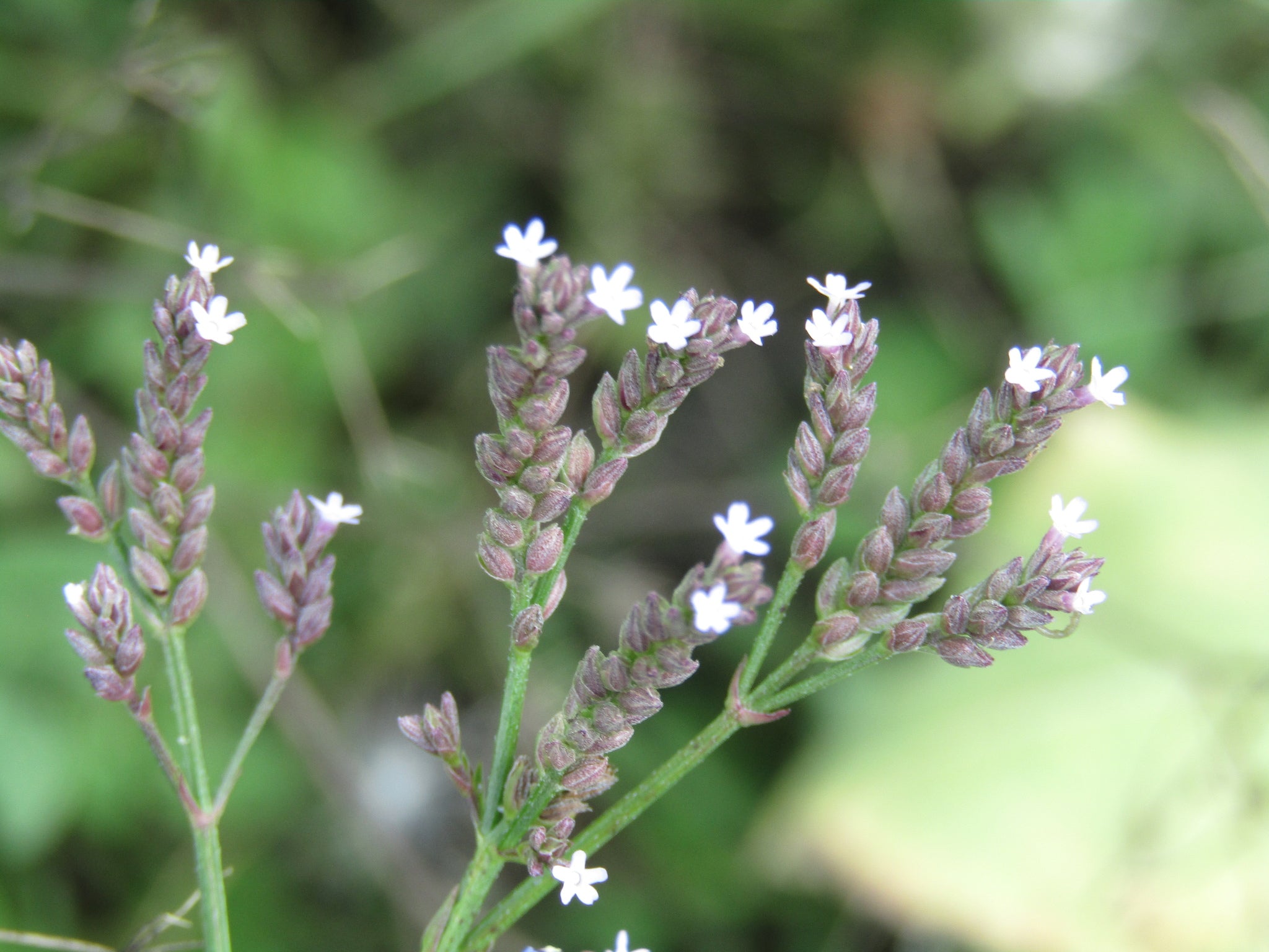 Verbena litoralis — Verbena del litoral
