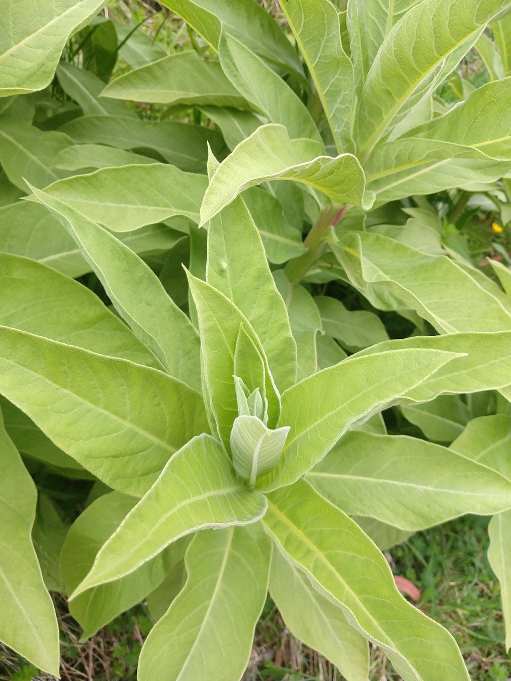 Lobelia tupa — Tabaco del diablo