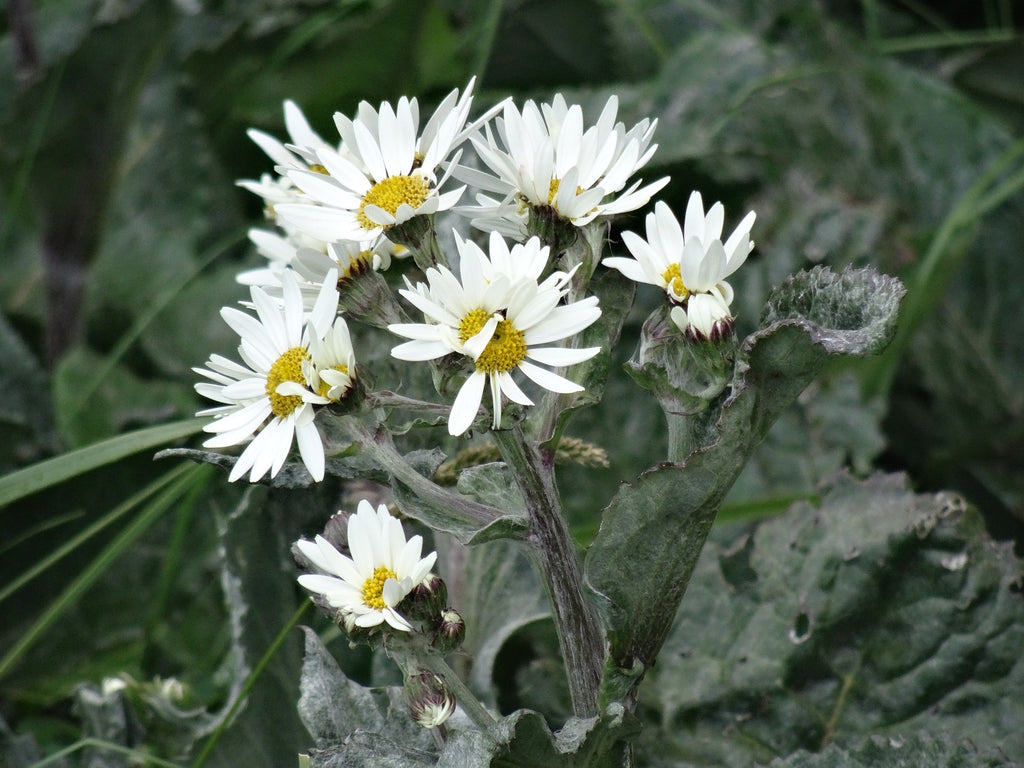 Senecio smithii — Hoja de Paco
