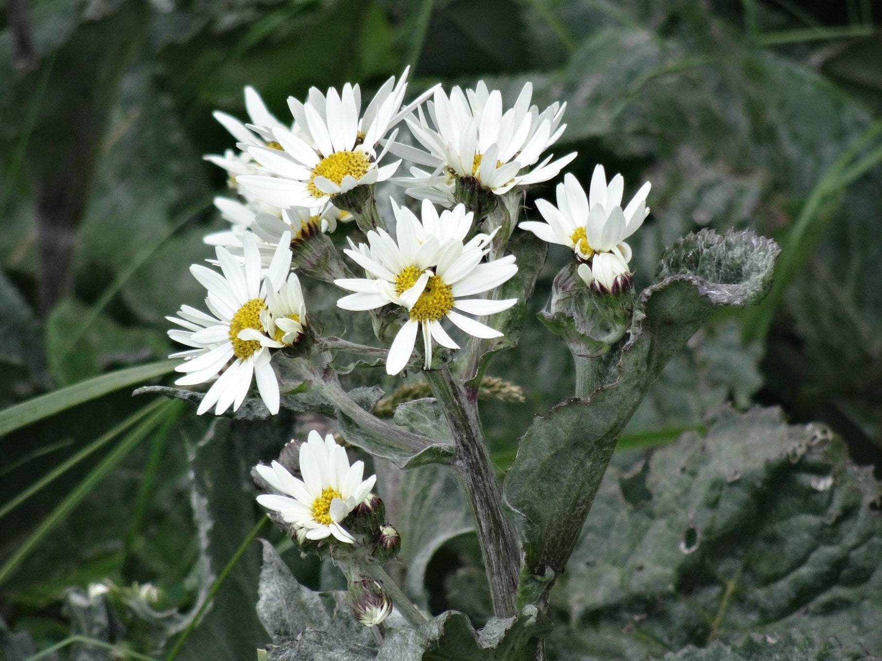 Senecio smithii — Hoja de Paco