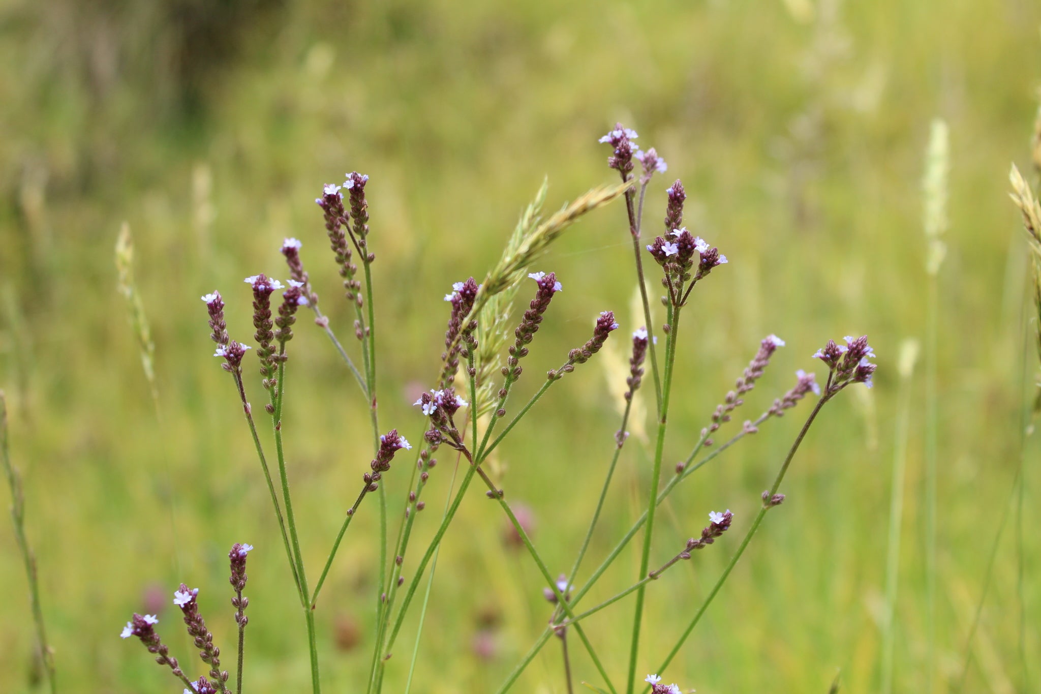 Verbena litoralis — Verbena del litoral