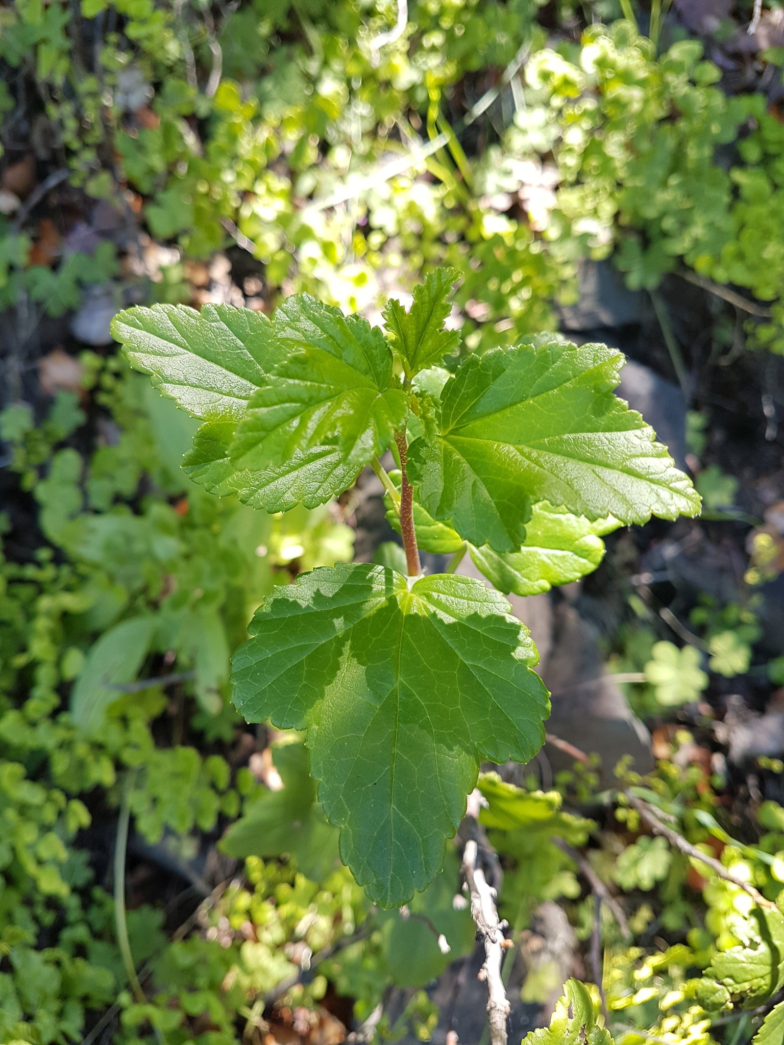 Ribes punctatum — Zarzaparrilla