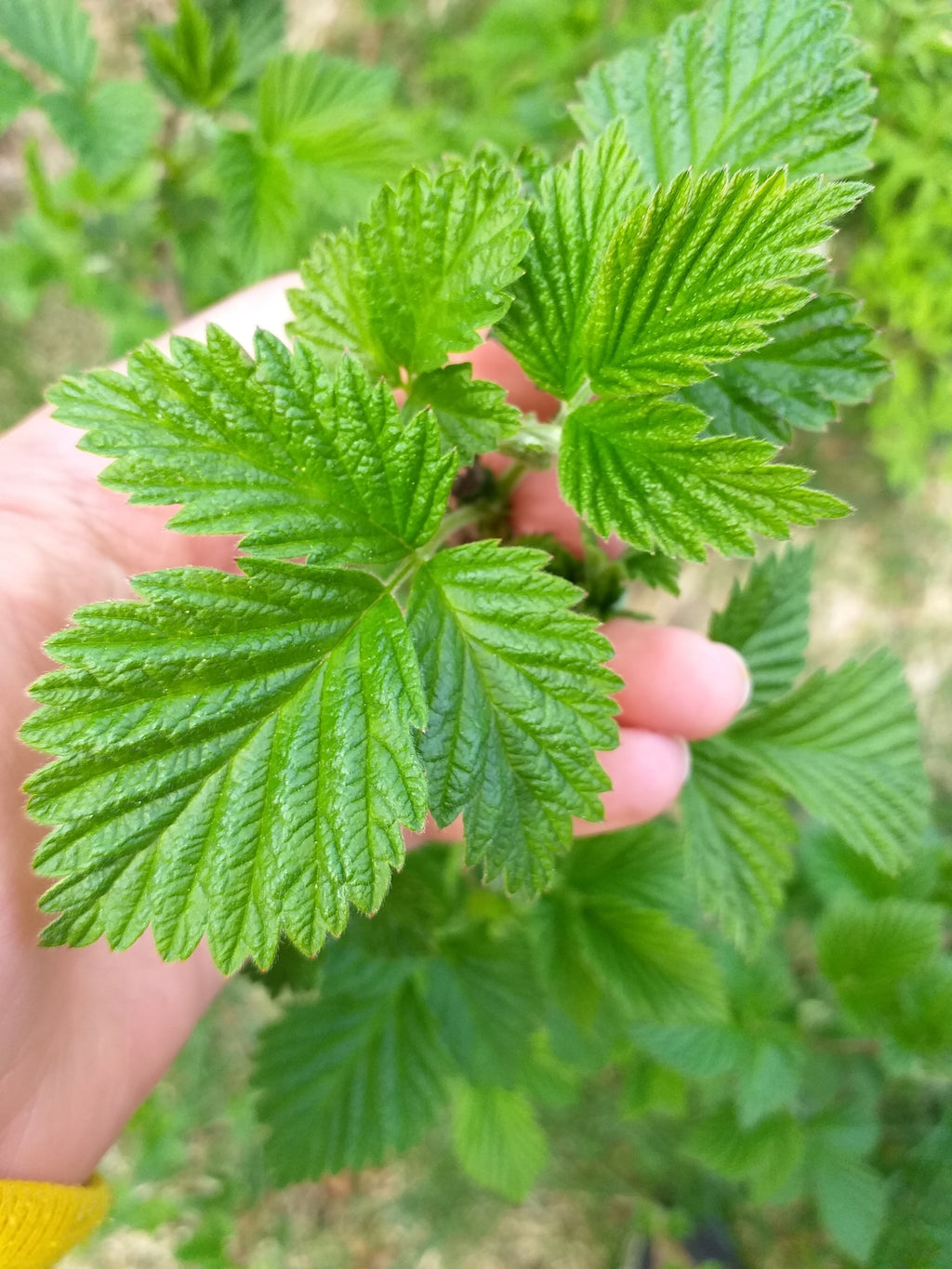 Rubus idaeus — Frambuesa