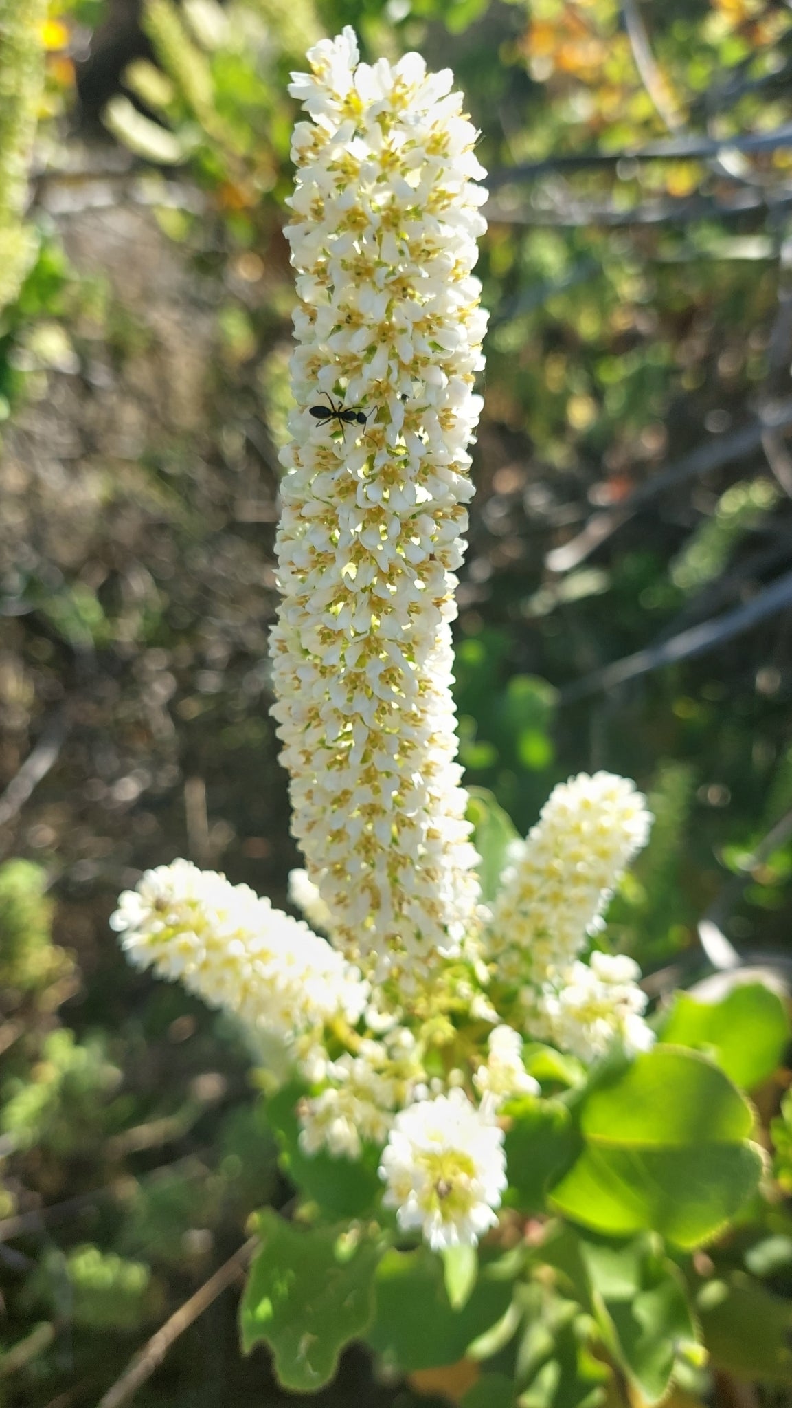 Escallonia pulverulenta