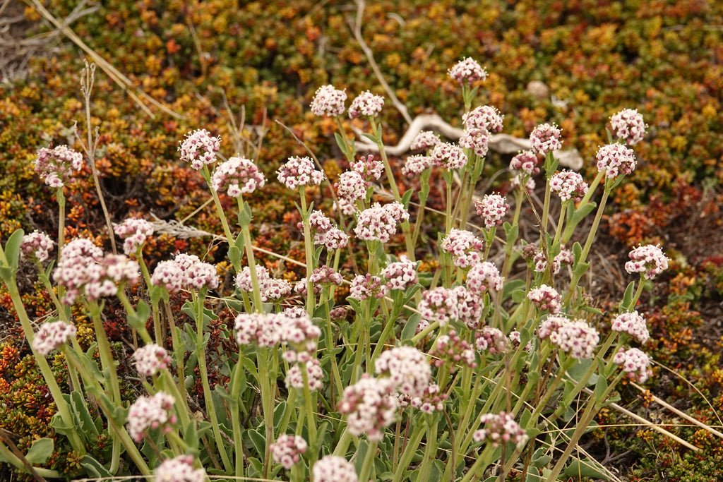 Valeriana carnosa — Valeriana