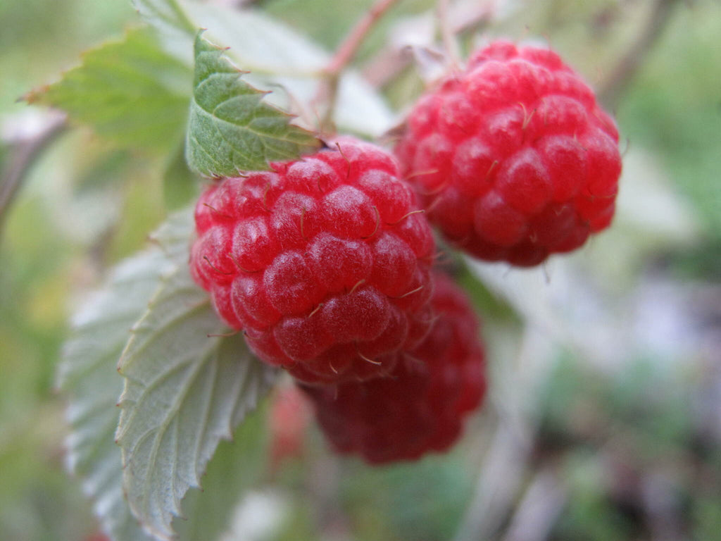 Rubus idaeus — Frambuesa