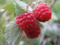 Rubus idaeus — Frambuesa