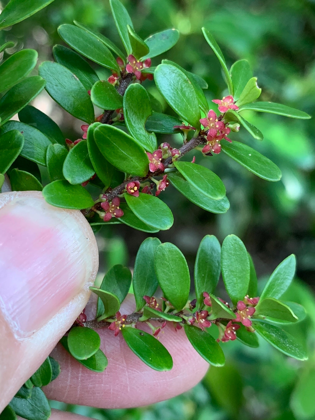 Maytenus disticha — Maitencillo patagónico