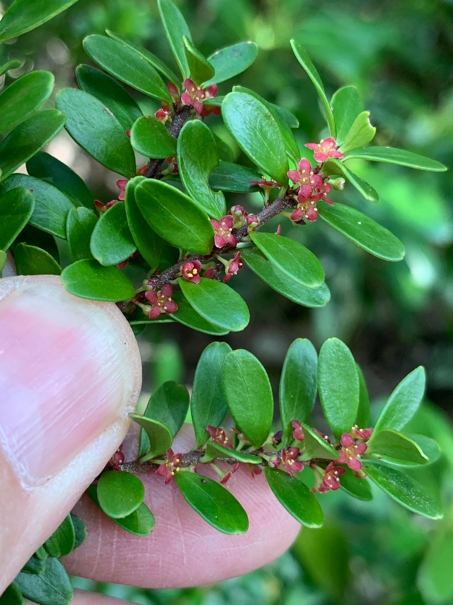 Maytenus disticha — Maitencillo patagónico