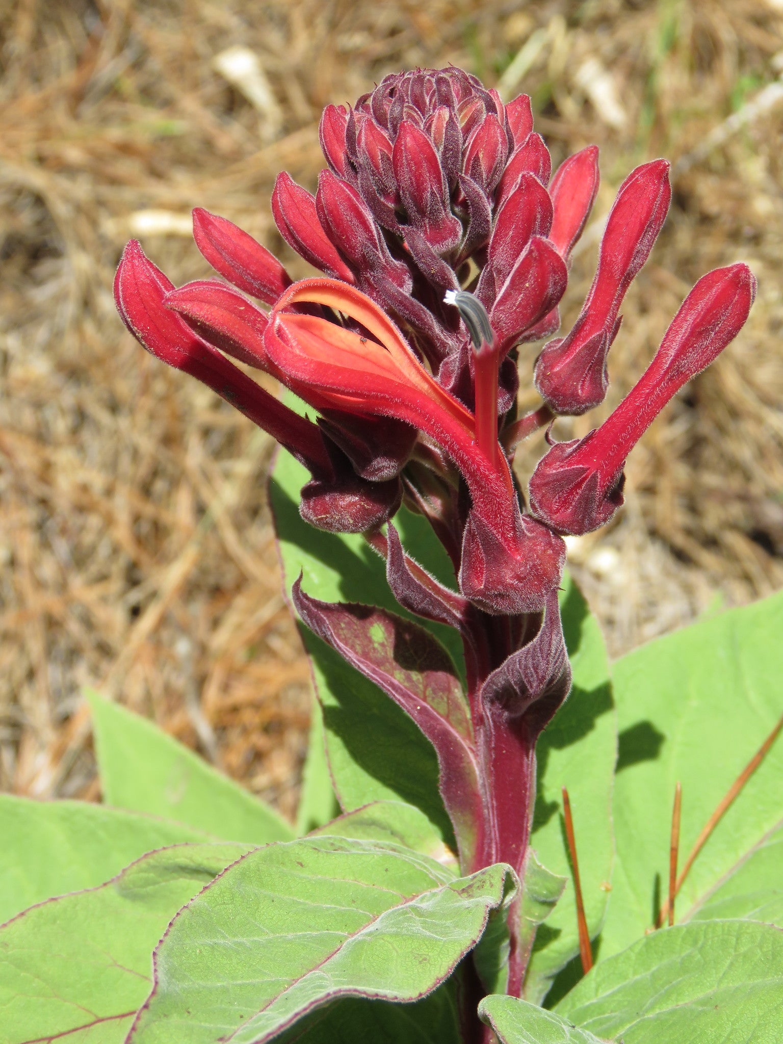 Lobelia tupa — Tabaco del diablo